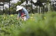 秋茶：为茶农增收，口感如何？