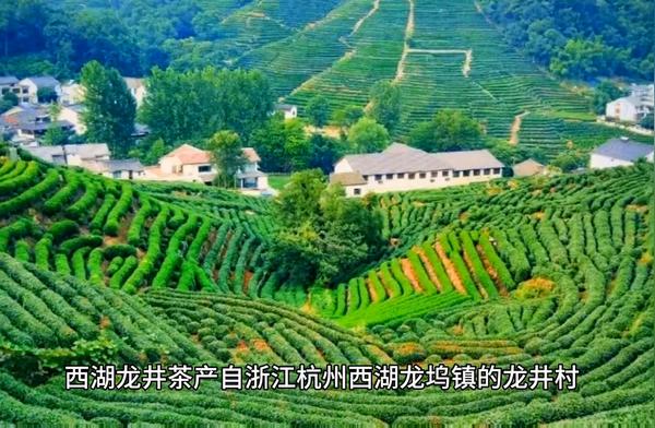 西湖龙井：中国顶级茗茶